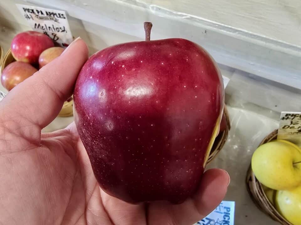 A hand holding a red apple at Dries Orchards, Inc.