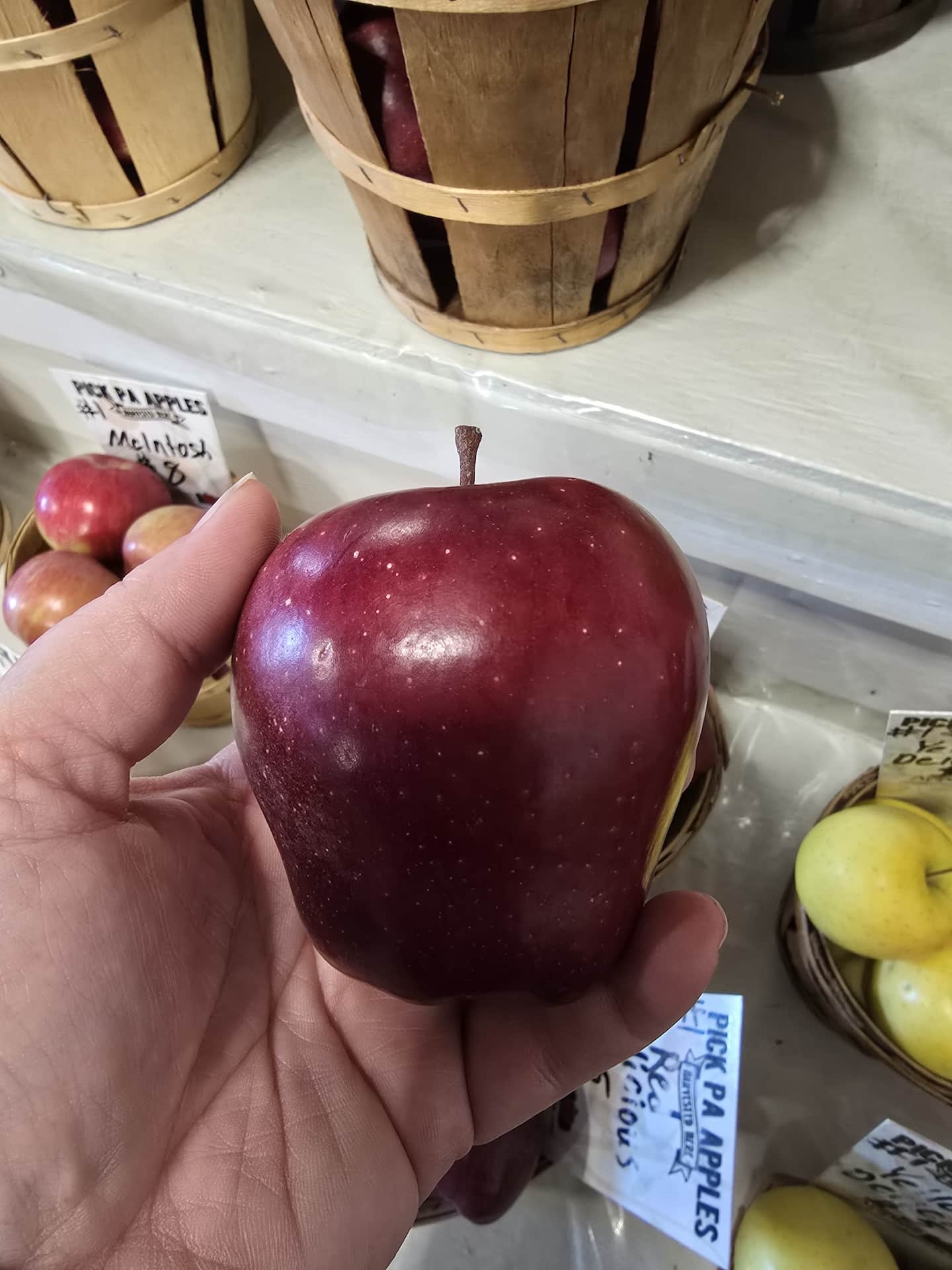 A red apple at Dries Orchards, Inc.