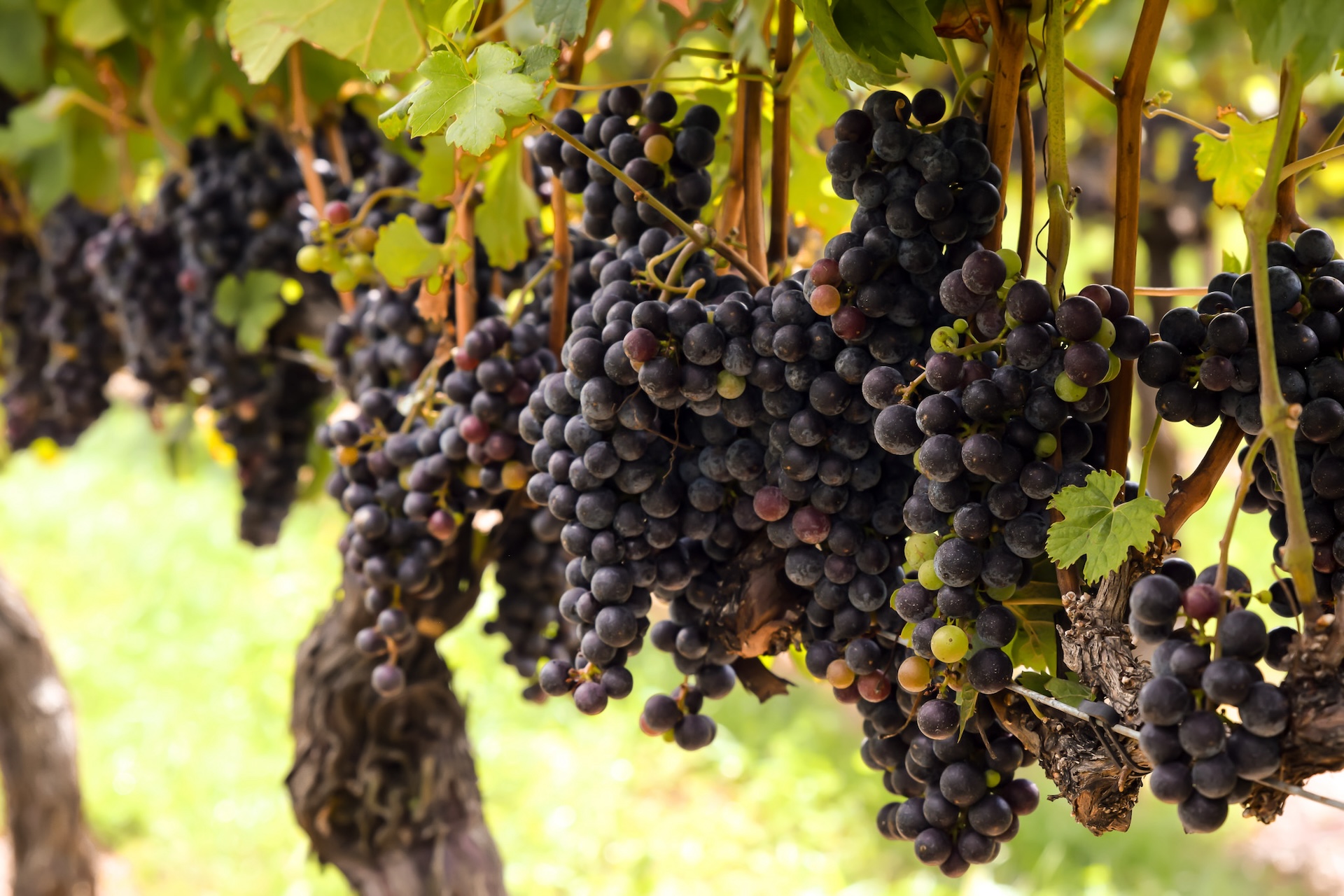 Red grapes hanging on the vines at Waltz Vineyards Estate Winery.