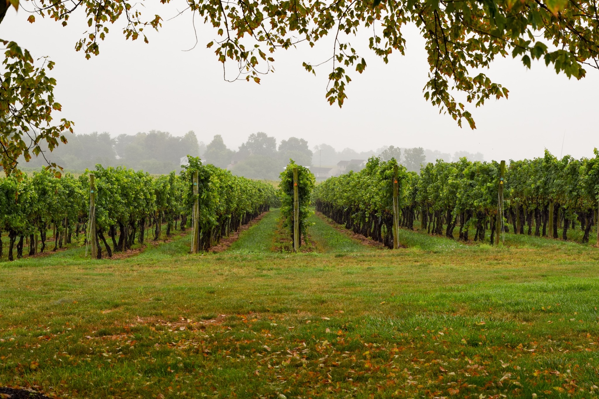 Vines at Waltz Vineyards Estate Winery.