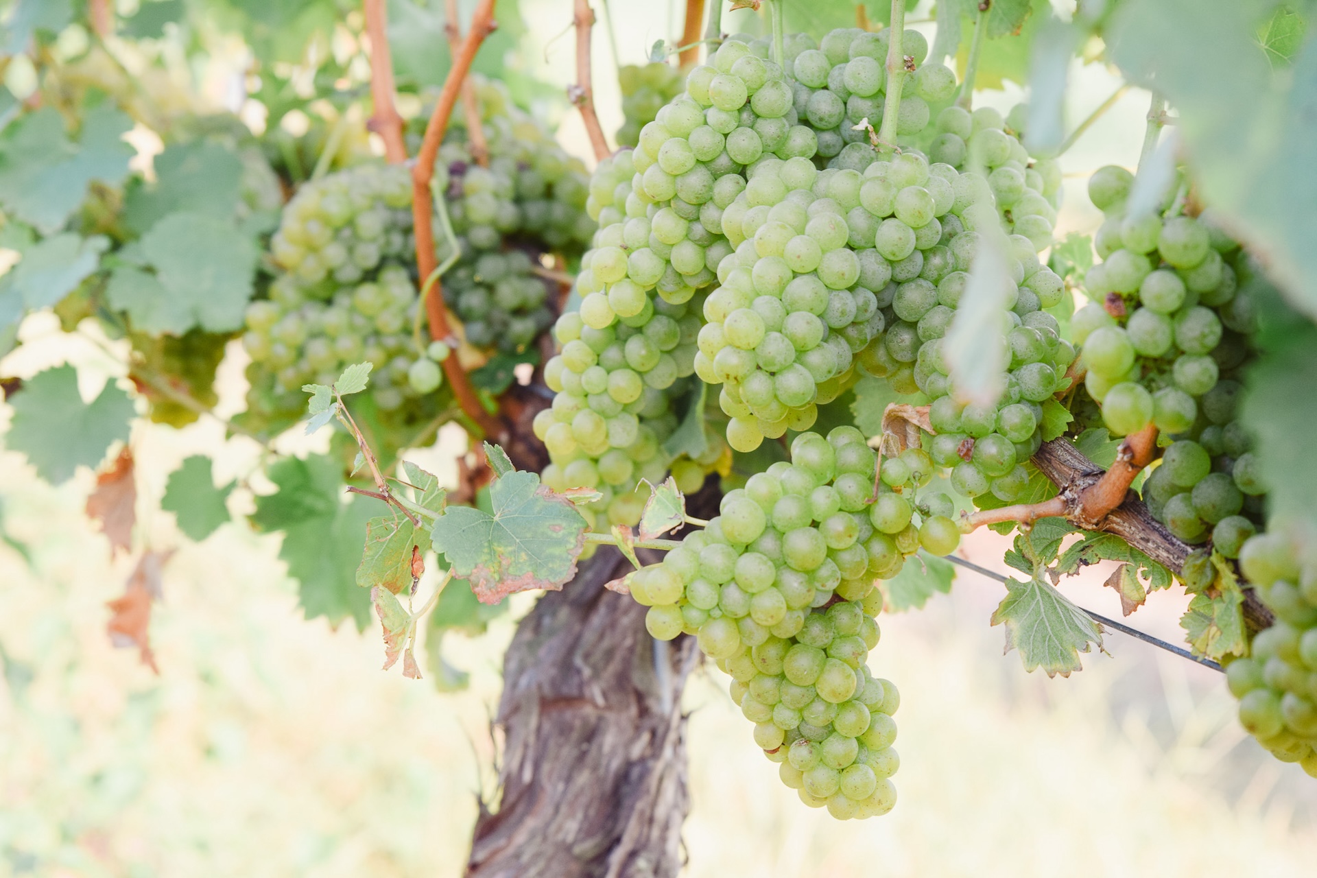 White grapes at Waltz Vineyards Estate Winery.