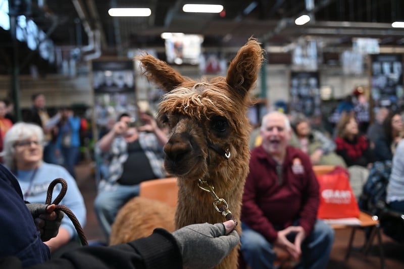 Suri Alpaca at the Alpaca Presentation