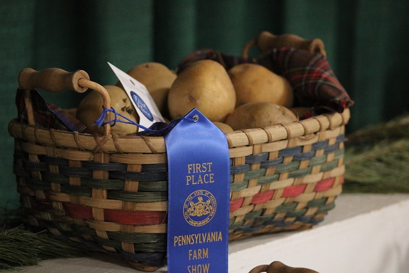 Winning potatoes in a basket at the PA Farm Show.