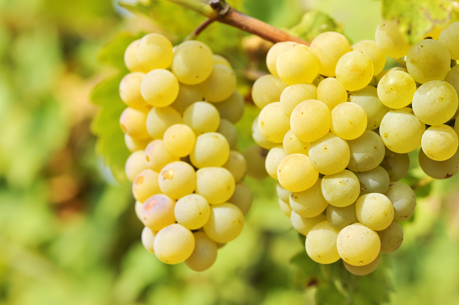 Yellow grapes in a vineyard.