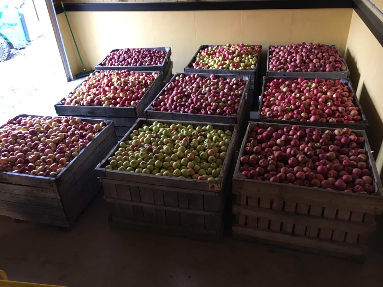 Pennsylvania apples at Laurel Spring Cidery.