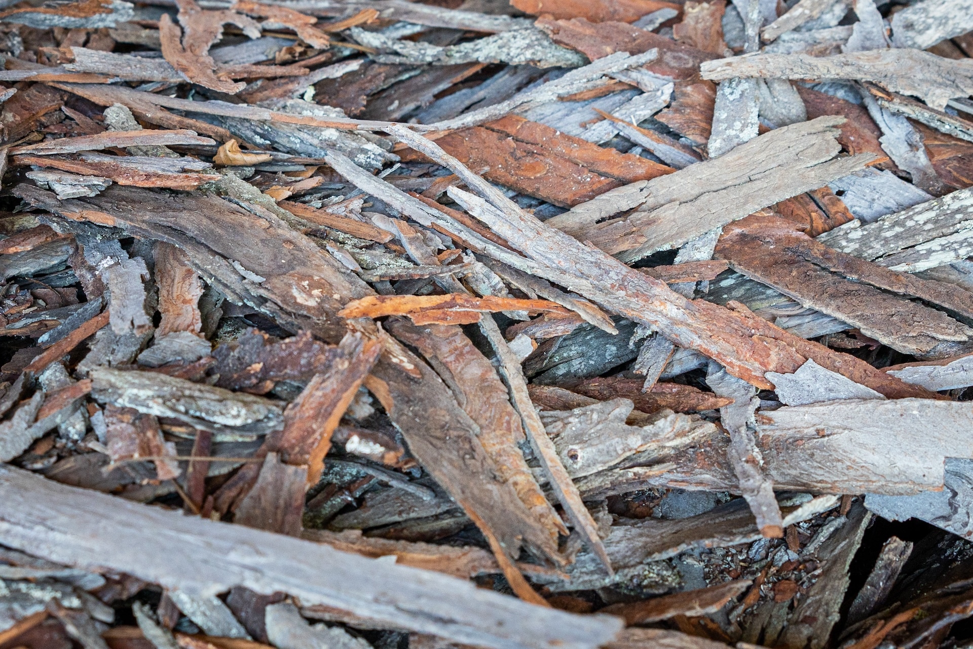 Shagbark hickory bark at Ox Dynasty Pennsylvania Hickory Syrup.