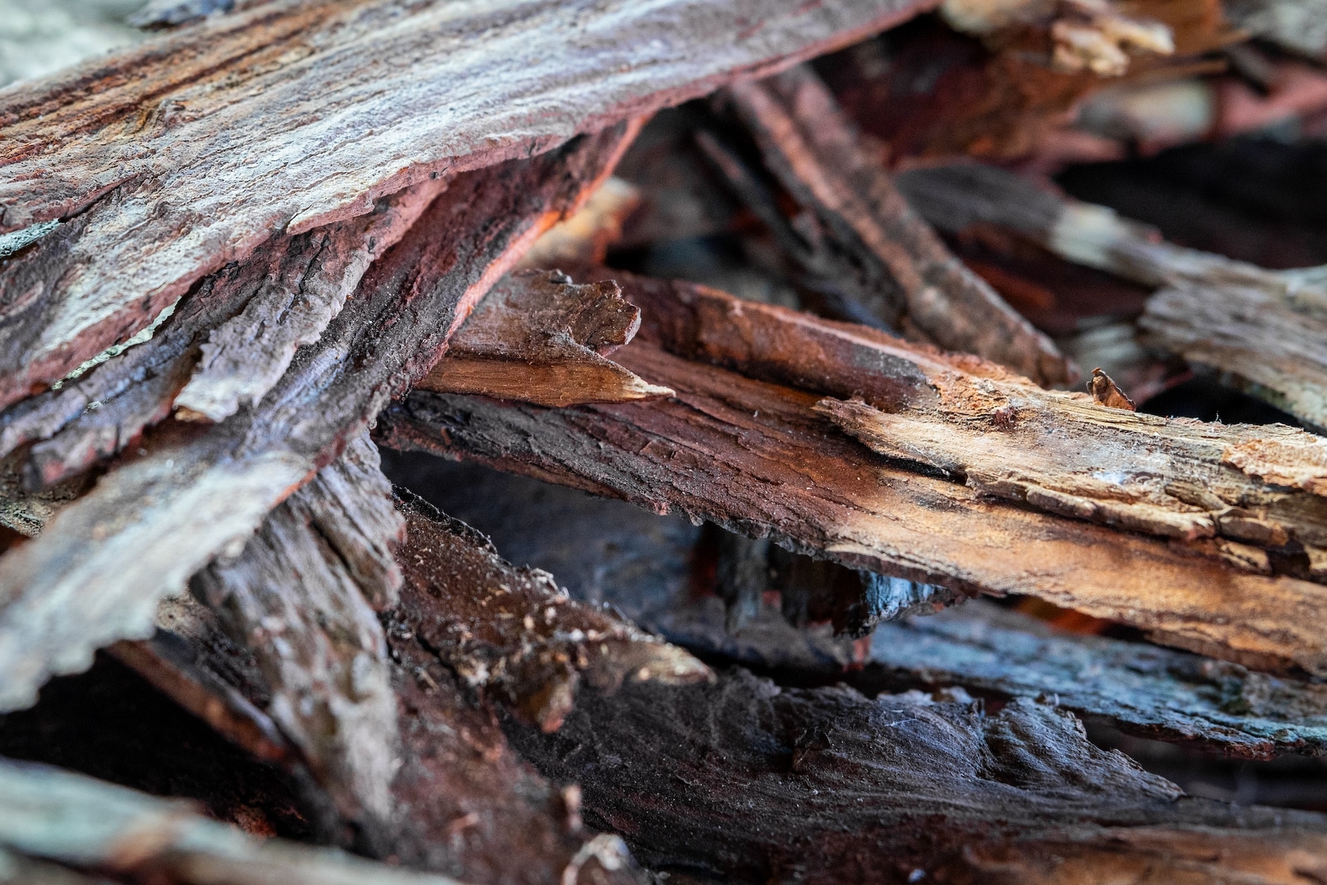 Shagbark hickory bark at Ox Dynasty Pennsylvania Hickory Syrup.