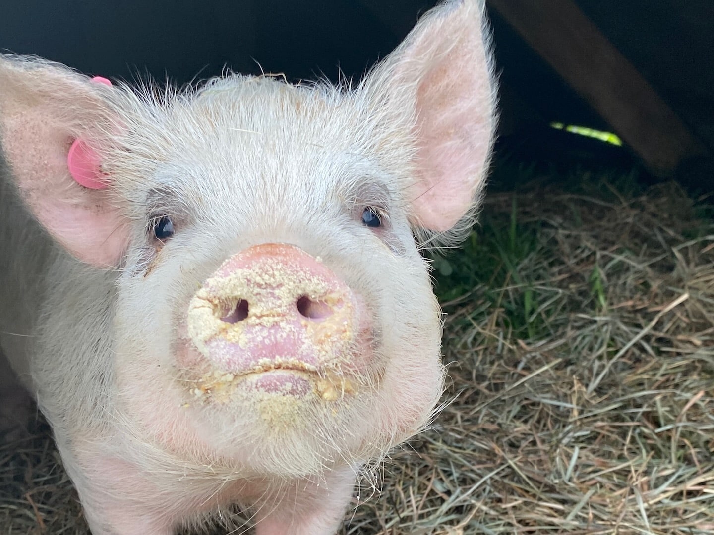 A pig at Dragonwood Ranch.