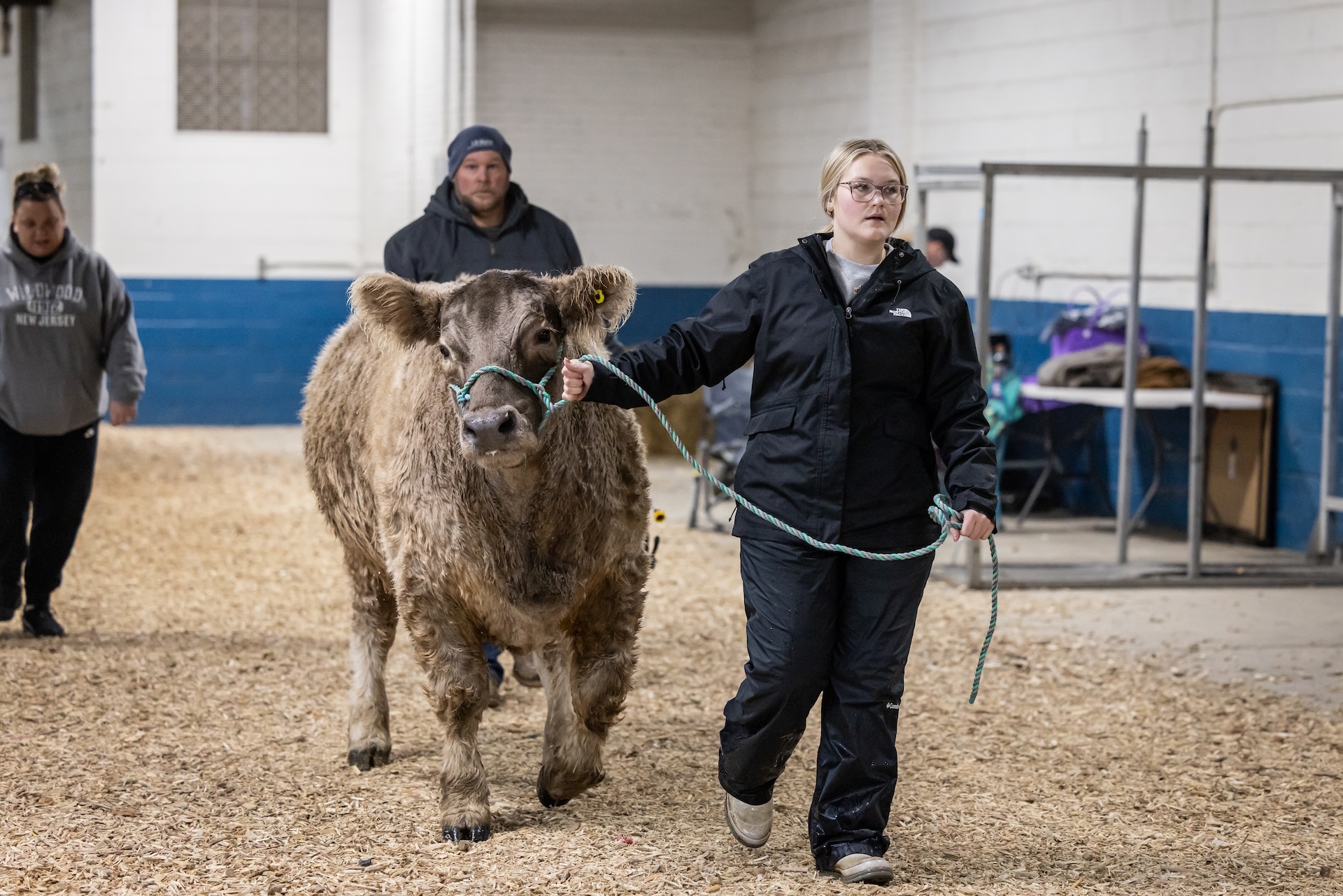 A cow being walked at Farm Show.