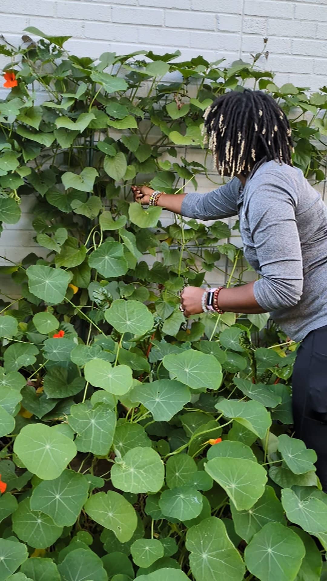 Stacey Woodson picks nasturtium