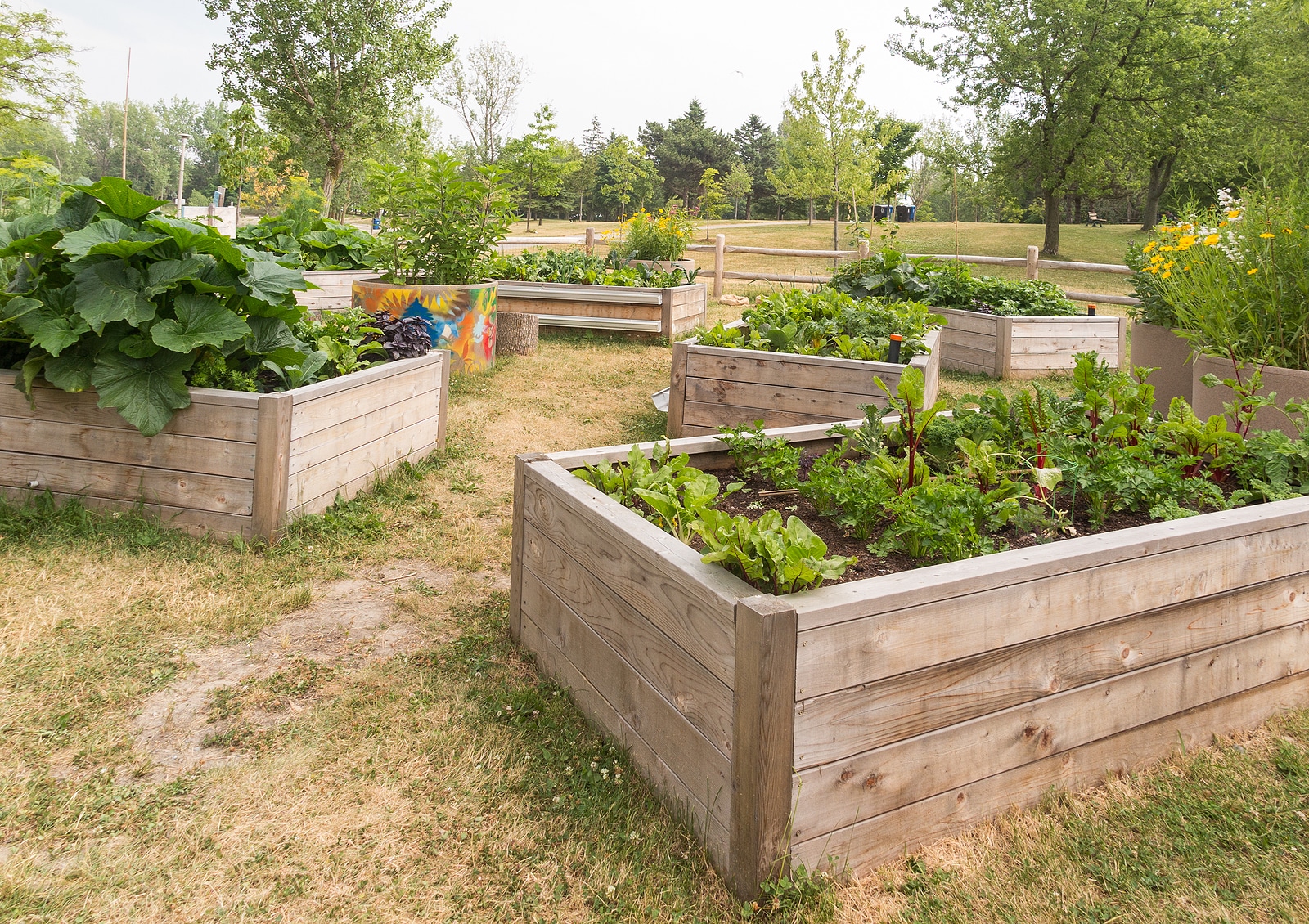 Raised garden beds in neighborhood garden in park.