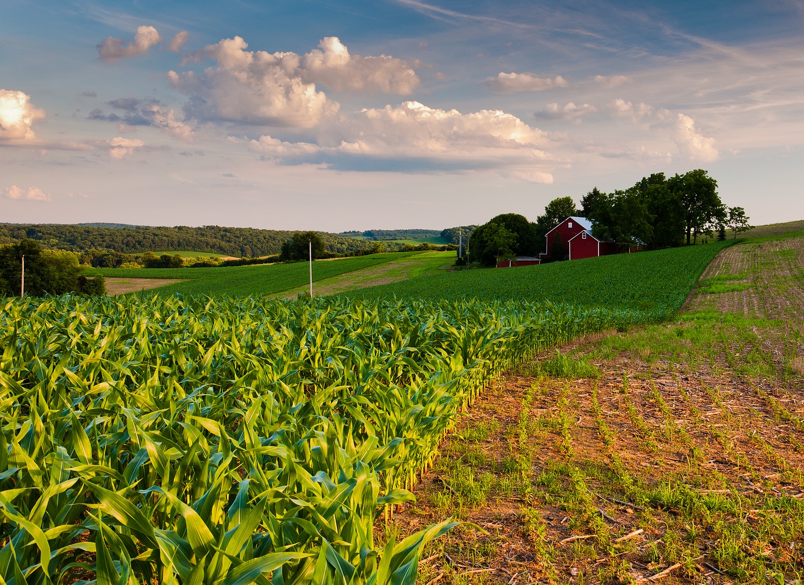 Cornfield and farm in southern York County, Pennsylvania.