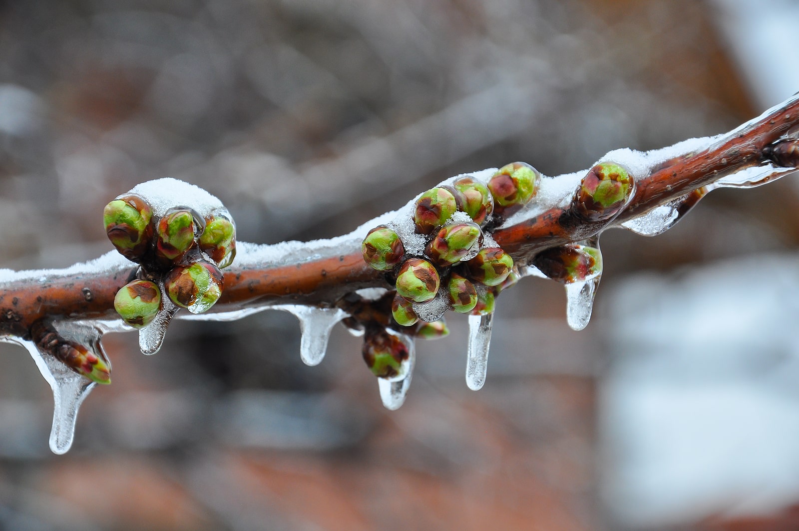 Ice on early breaking buds.