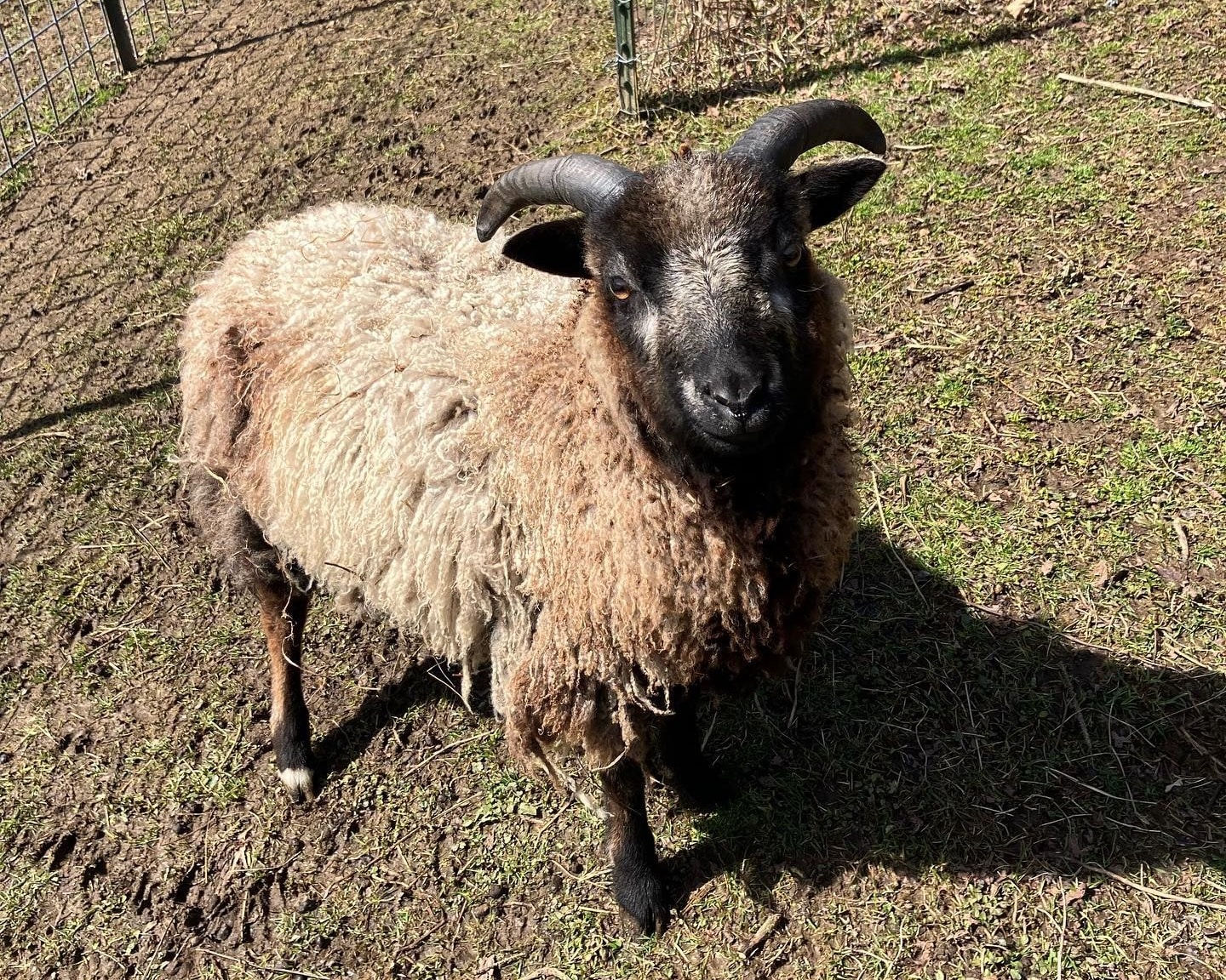 A ram at Dragonwood Ranch.