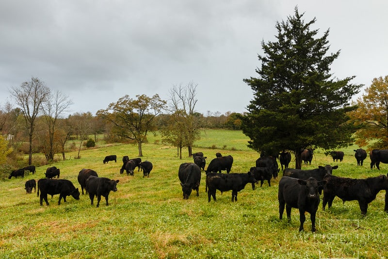 Cattle on a grass pasture at Lil' Ponderosa Beef.