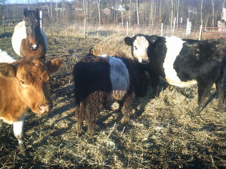 Cattle and a horse at Heritage Farms