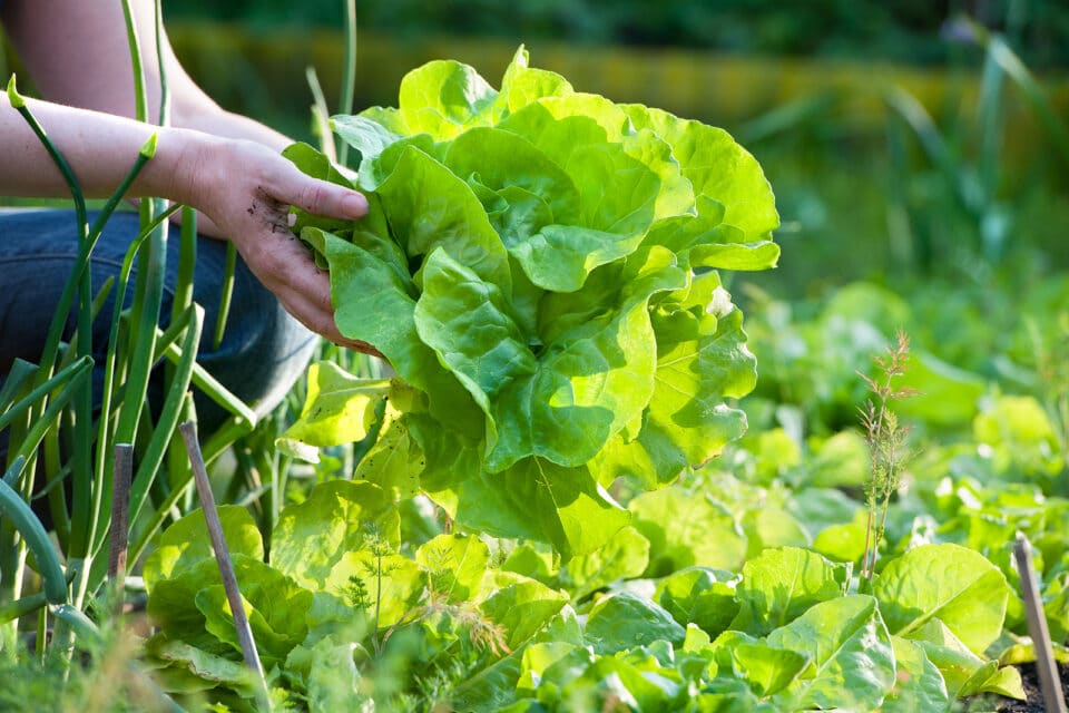 A woman picking fresh salad from her vegetable garden.