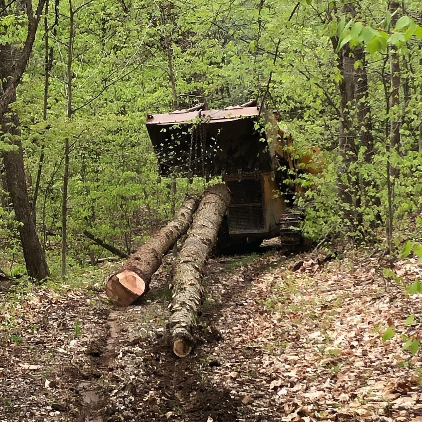 Whiskey Hollow team thinning out maple trees.